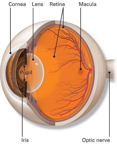 Inside the Eye