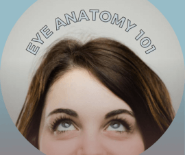 Eye Anatomy 101