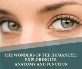 what are the makings of the human eye?